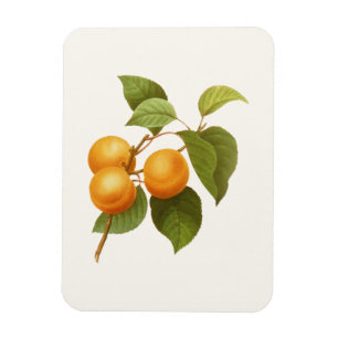 Vintage Orange Apricots Watercolor Drawing Magnet