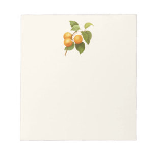 Vintage Orange Apricots Watercolor Drawing Notepad