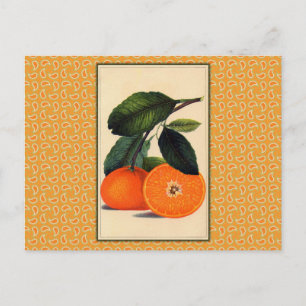 Vintage Orange Botanical Print Postcard