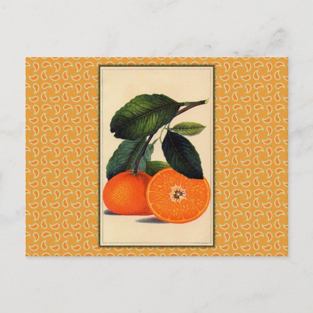 Vintage Orange Botanical Print Postcard (Front)