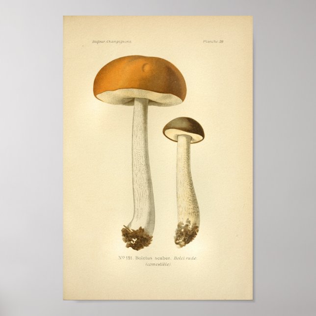 Vintage Orange Brown Mushrooms Art Print French (Front)