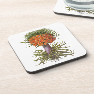 Vintage Orange Fritillaria Flowers Basilius Besler Coaster