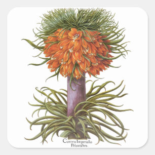 Vintage Orange Fritillaria Flowers Basilius Besler Square Sticker