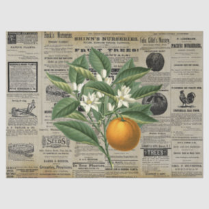 Vintage Orange Fruit Horticulture Ads Ephemera Tissue Paper