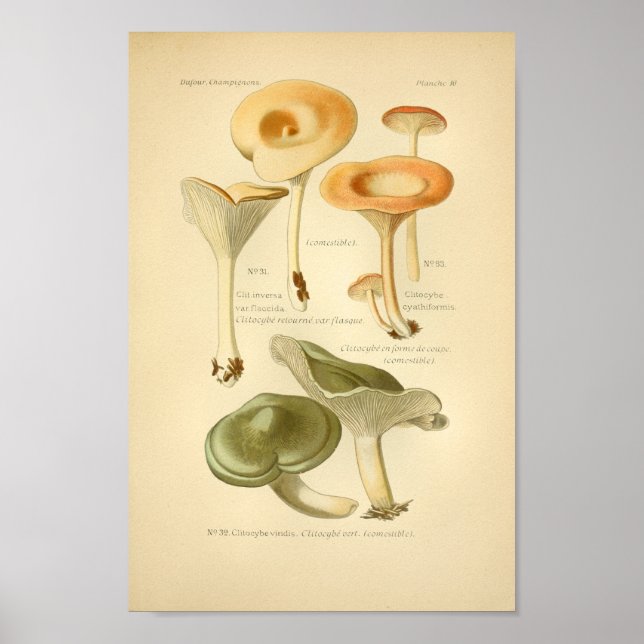 Vintage Orange Green Mushrooms Art Print French (Front)
