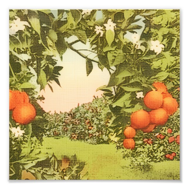 Vintage Orange Grove Photo Print (Front)