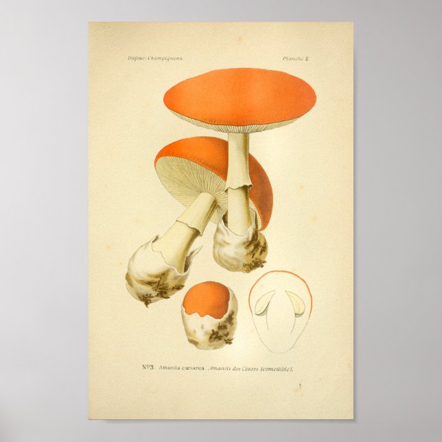 Vintage Orange Mushrooms Art Print French (Front)