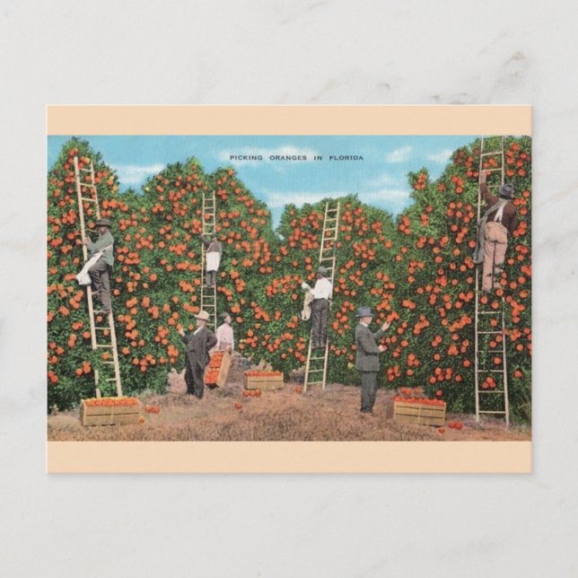 Vintage Orange Picking in Florida Postcard (Front)