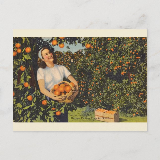 Vintage Orange Picking Time Florida Postcard (Front)
