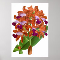 Vintage Orange Purple Orchid Flower - Poster