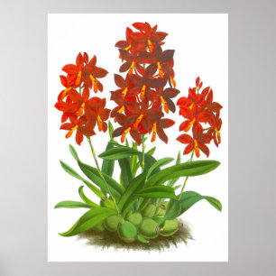 Vintage Orange Red Orchid Flower Poster