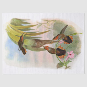 Vintage Orange Saw Bill Hummingbird Decoupage Tissue Paper