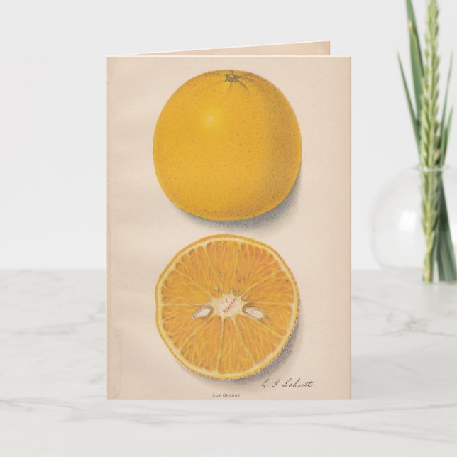 Vintage Oranges Greeting Card (Front)