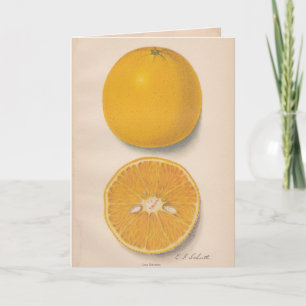 Vintage Oranges Greeting Card