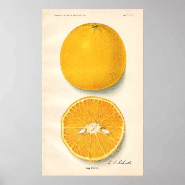 Vintage Oranges Poster (Front)