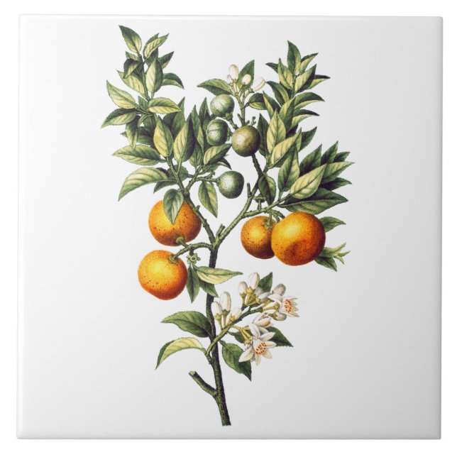 Vintage Oranges Tile (Front)
