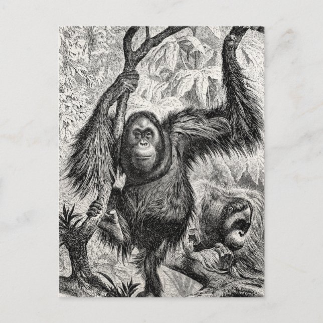 Vintage Orangutan Illustration - 1800's Monkey Postcard (Front)