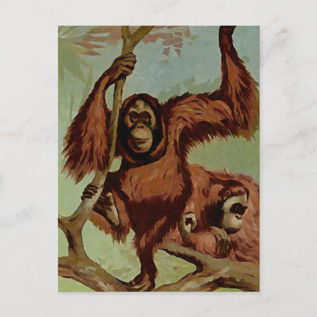 Vintage orangutans on a tree postcard (Front)