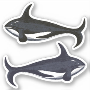 Vintage Orca Killer Whales