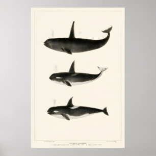 Vintage Orca Whale Art Print 19th Century Marine