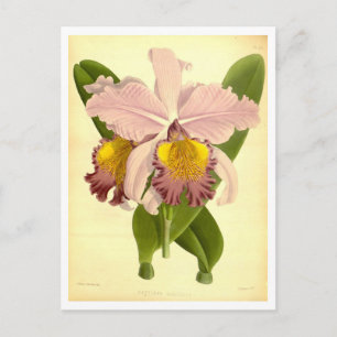 Vintage Orchid Illustration Postcard
