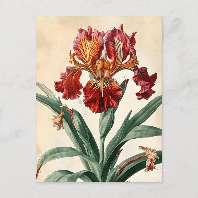 Vintage Orchid Postcard (Front)