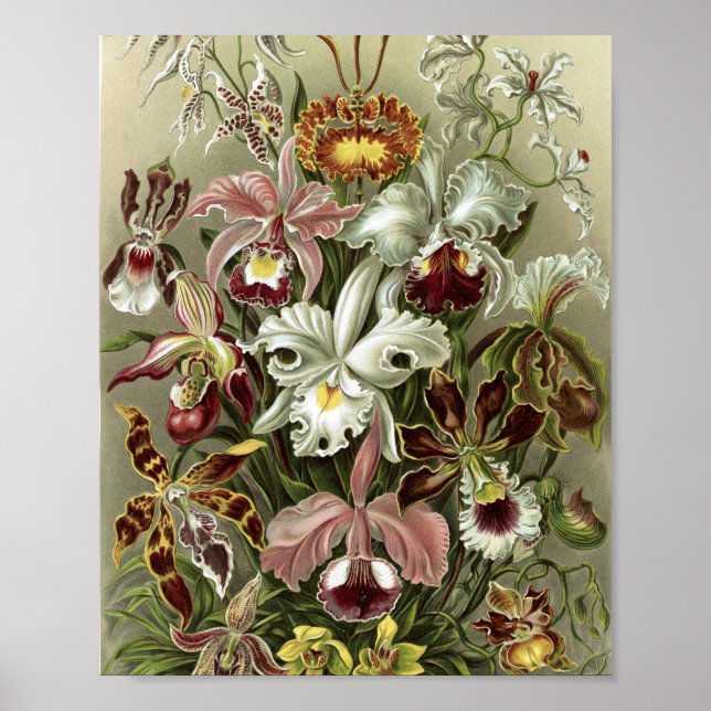 Vintage Orchids Botanical Illustration Poster (Front)