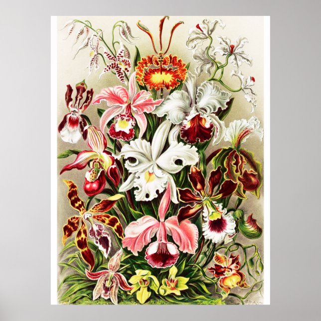 Vintage Orchids Illustration Poster (Front)