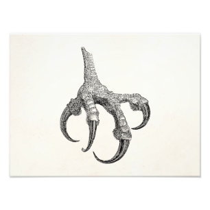 Vintage Osprey Claw Personalised Retro Bird Claws Photo Print