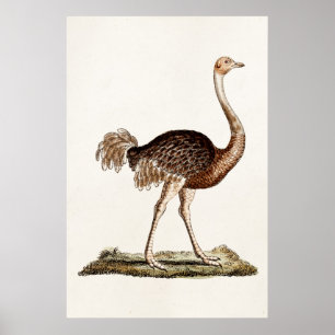 Vintage Ostrich Illustration Retro 1700s Ostriches Poster