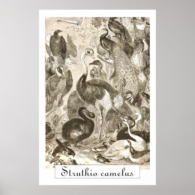 Vintage Ostrich Illustration Struthio camelus Poster (Front)