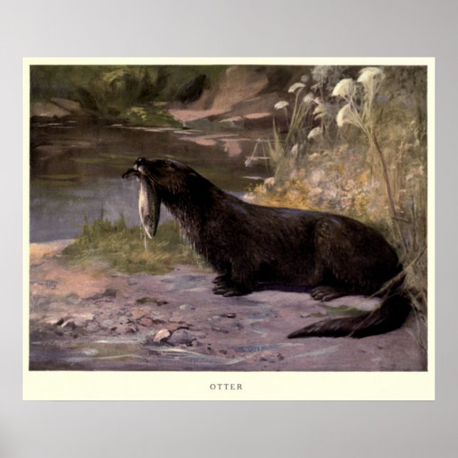 Vintage Otter Painting (1909) Poster (Front)