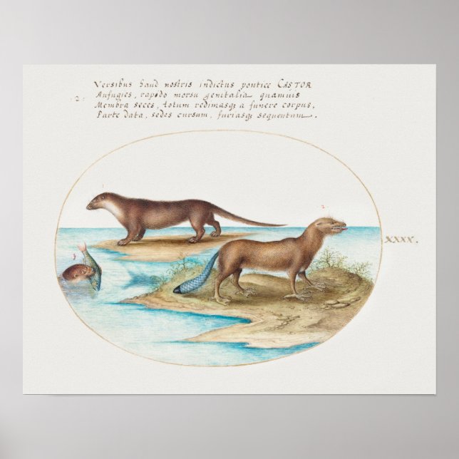 Vintage Otters  Poster (Front)