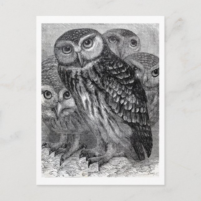 Vintage Owl Family Postcard (Front)