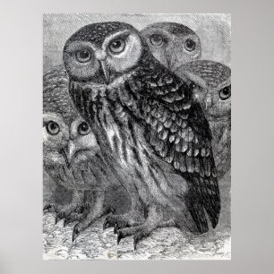 Vintage Owl Family Poster