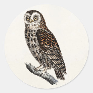 Vintage Owl Illustration - 1800's Birds Templates Classic Round Sticker