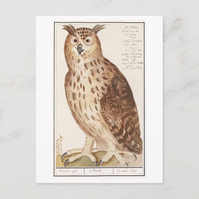 Vintage Owl Illustration Postcard (Front)