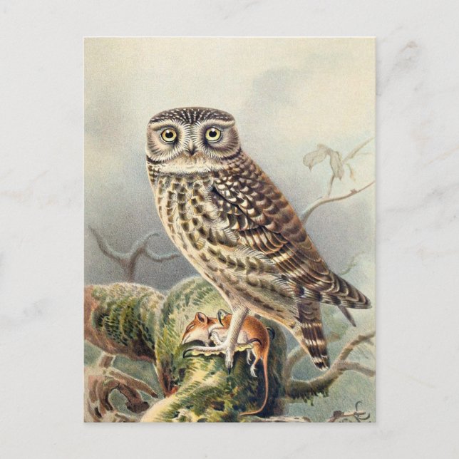 Vintage Owl Illustration  Postcard (Front)