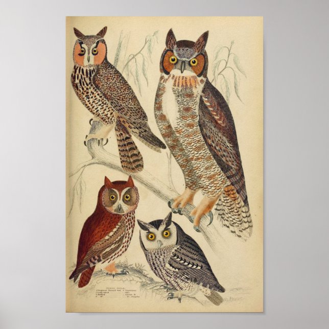 Vintage Owl Illustration Poster (Front)