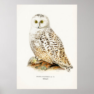 Vintage Owl Illustration Poster