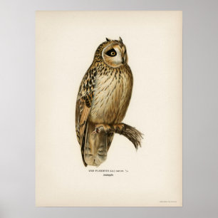 Vintage Owl Illustration Poster