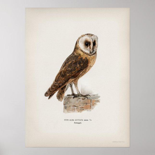 Vintage Owl Illustration Poster (Front)