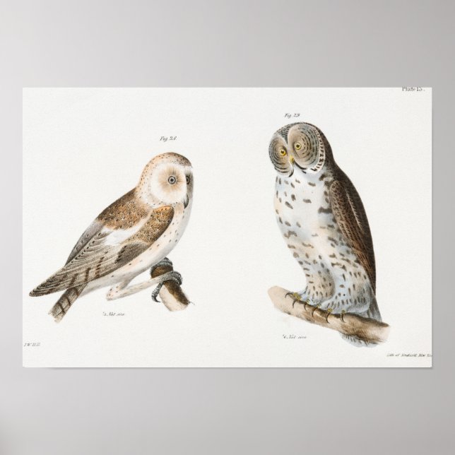 Vintage Owl Illustration Poster (Front)