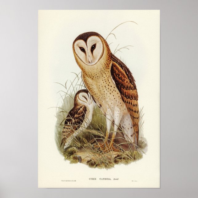 Vintage Owl Illustration Poster (Front)