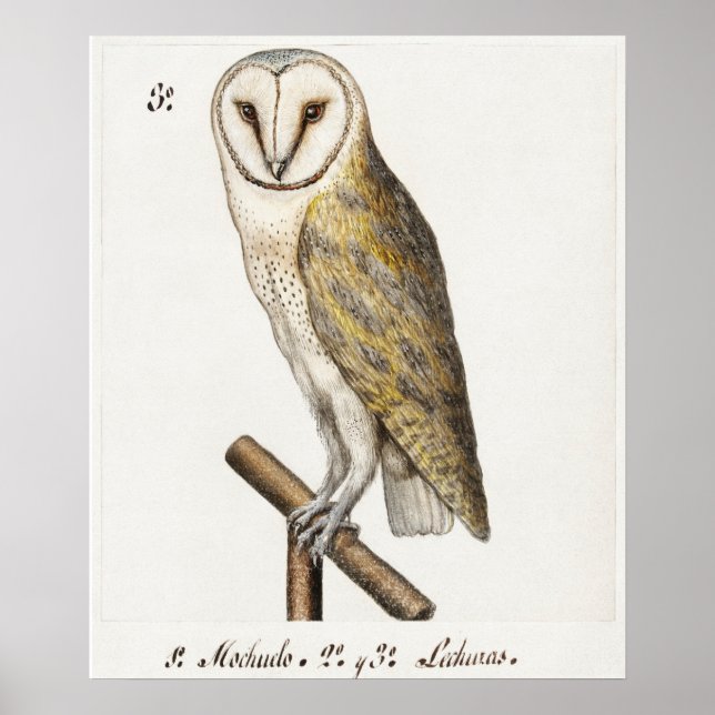 Vintage Owl Illustration Poster (Front)
