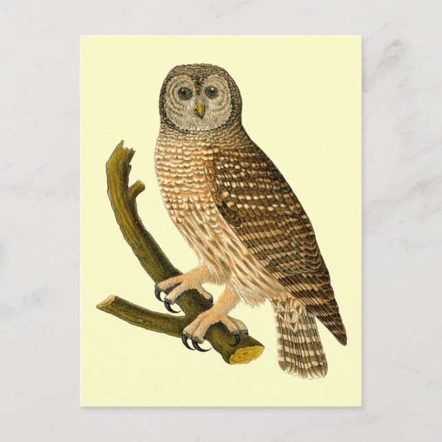 Vintage Owl on a Branch Postcard (Front)