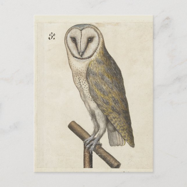 Vintage Owl Postcard (Front)