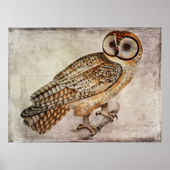 Vintage Owl Poster or Decoupage Paper (Front)