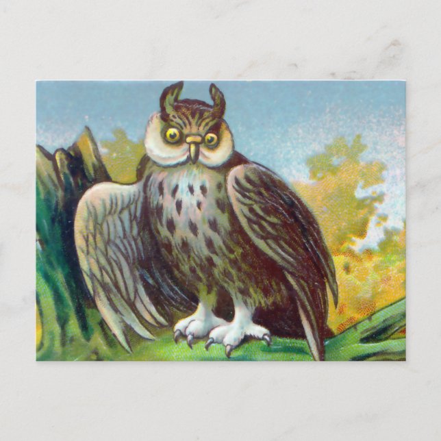Vintage Owl Print Postcard (Front)