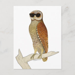Vintage Owl Wearing Sunglasses Postcard